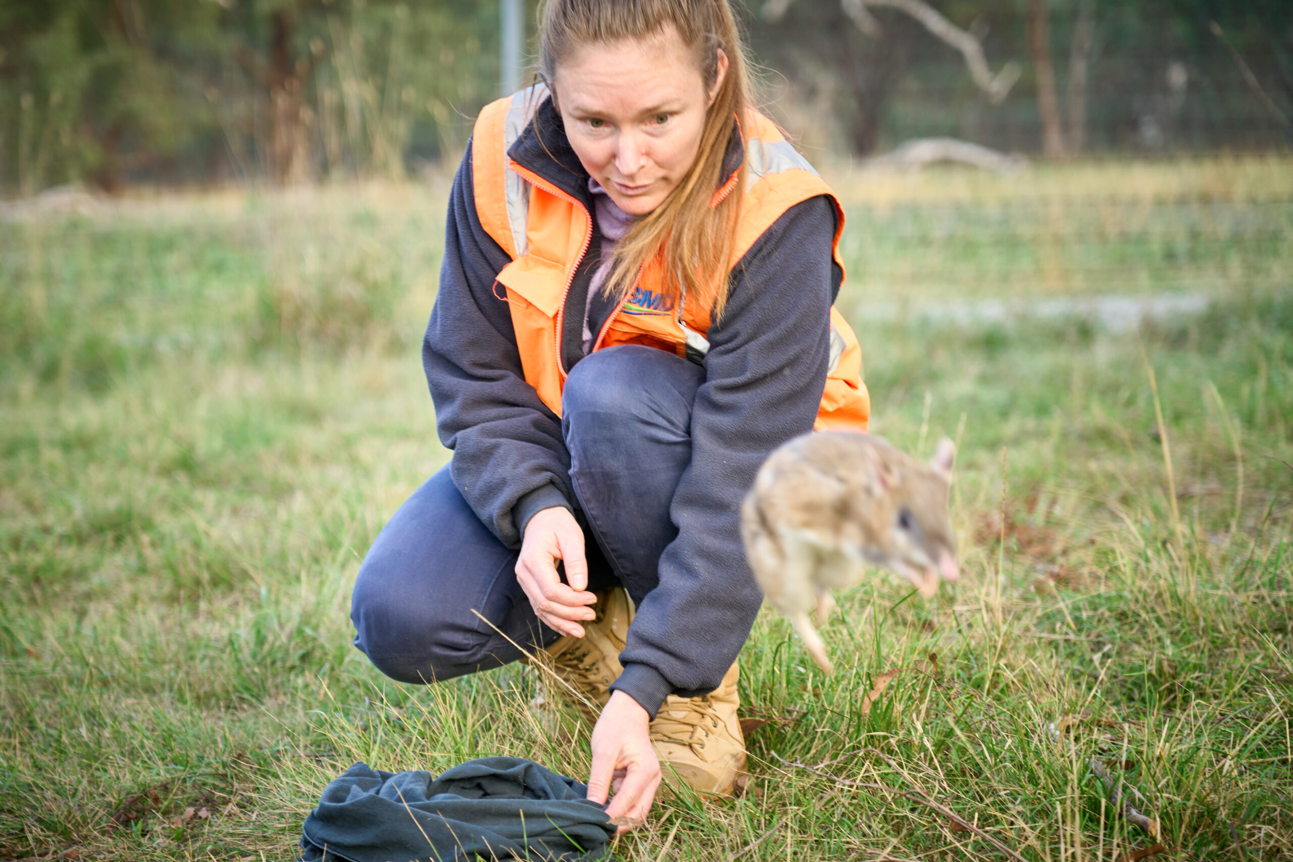 A bandicoot jumping away from a woman in high vis
